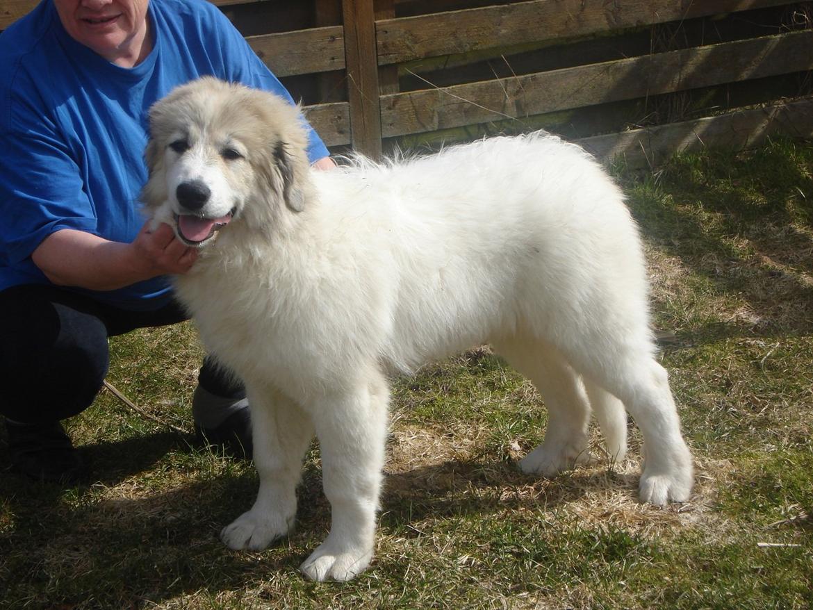 Pyreneerhund Sandybear's Kassiopeia - Peia - 4 mdr. gammel billede 7