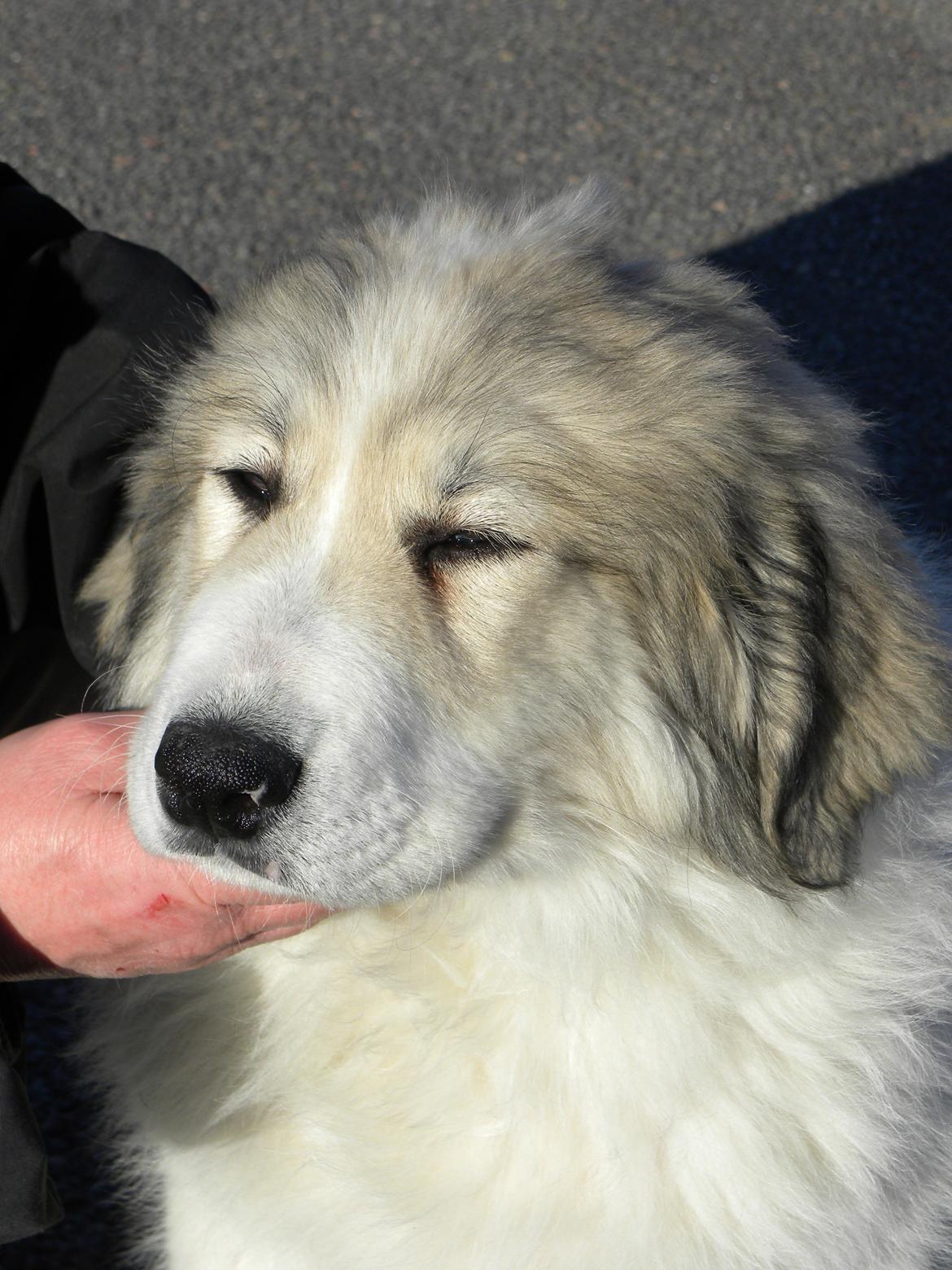 Pyreneerhund Sandybear's Kassiopeia - Peia - 4 mdr. gammel billede 8