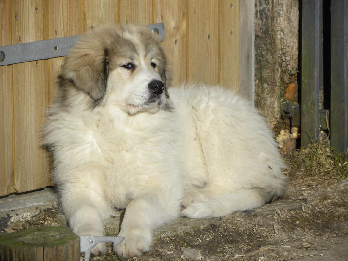 Pyreneerhund Sandybear's Kassiopeia - Peia billede 9