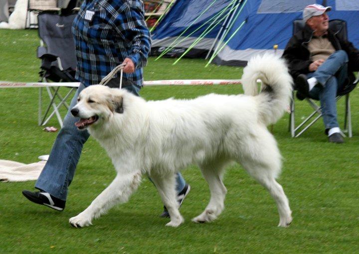 Pyreneerhund Sandybear's Kassiopeia - Peia - Udstilling 2011 billede 10