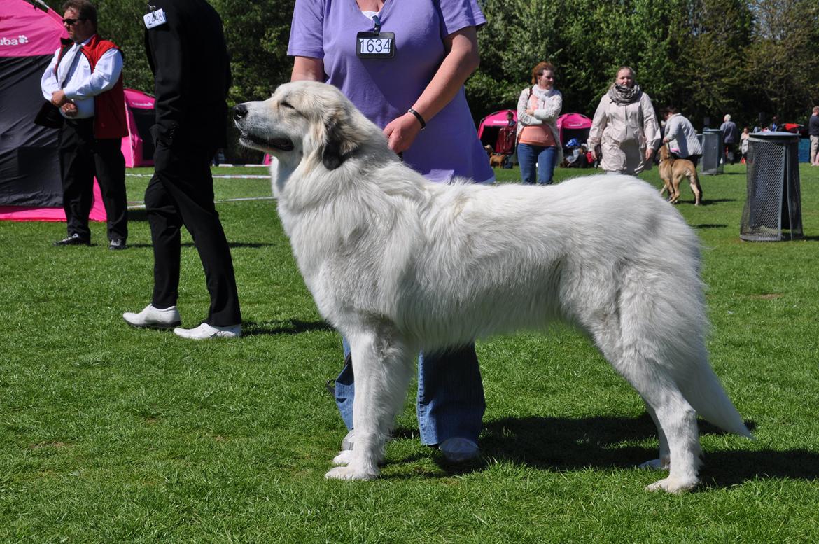 Pyreneerhund Sandybear's Kassiopeia - Peia - Udstilling 2011 billede 11