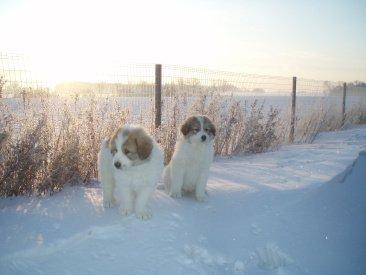 Pyreneerhund Sandybear's Kassiopeia - Peia - 5 uger med Kapok. Peia siddende. billede 12