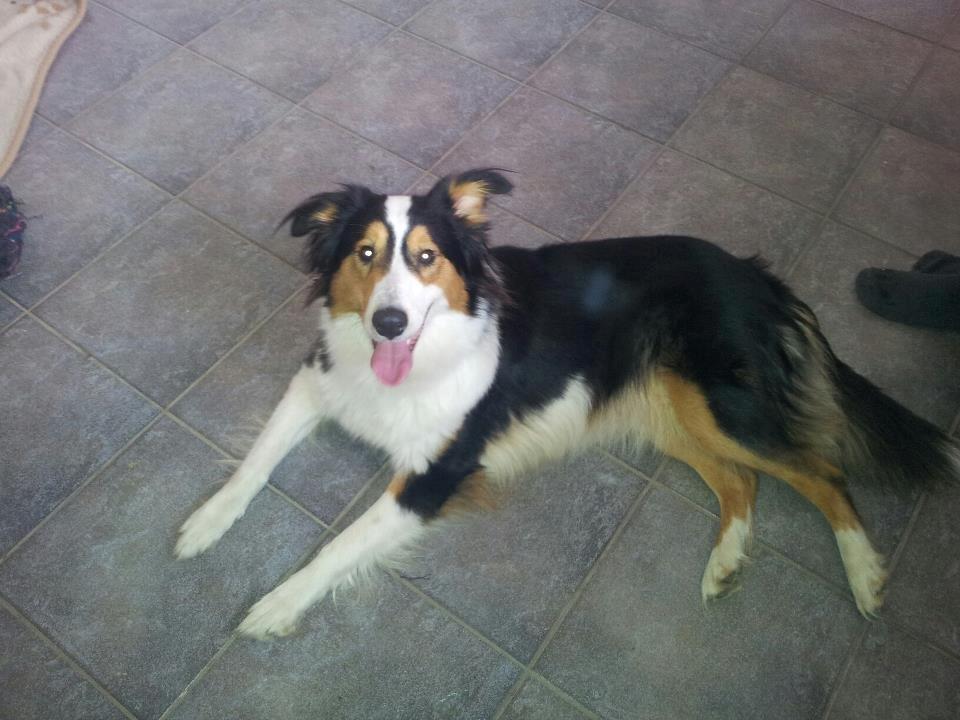 Collie langhåret Chica billede 3