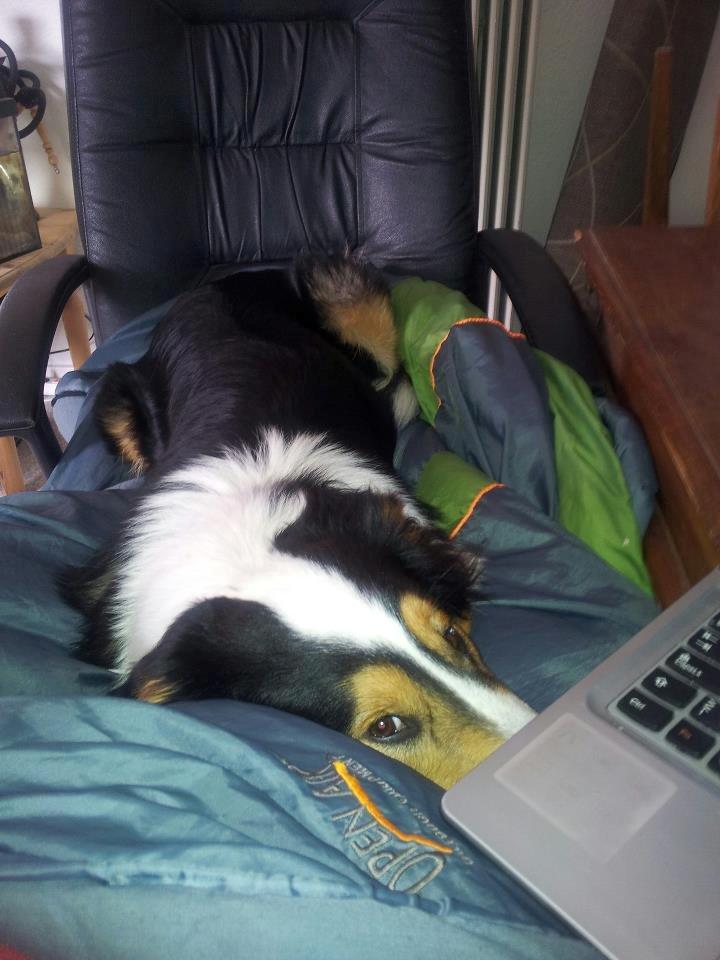 Collie langhåret Chica billede 4