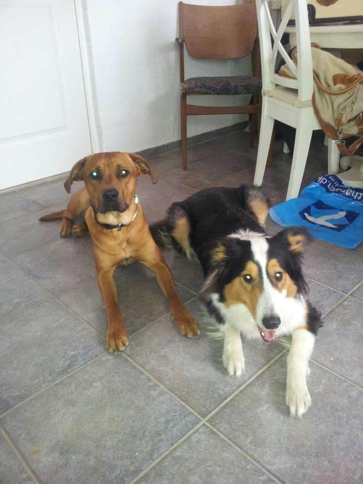 Collie langhåret Chica billede 5