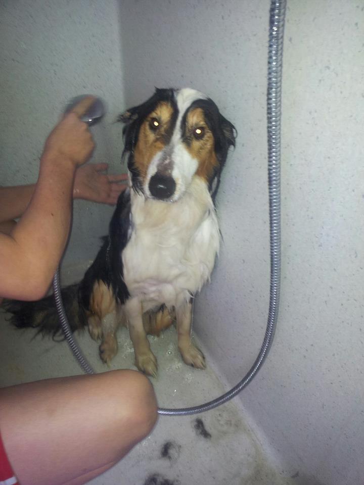 Collie langhåret Chica billede 6