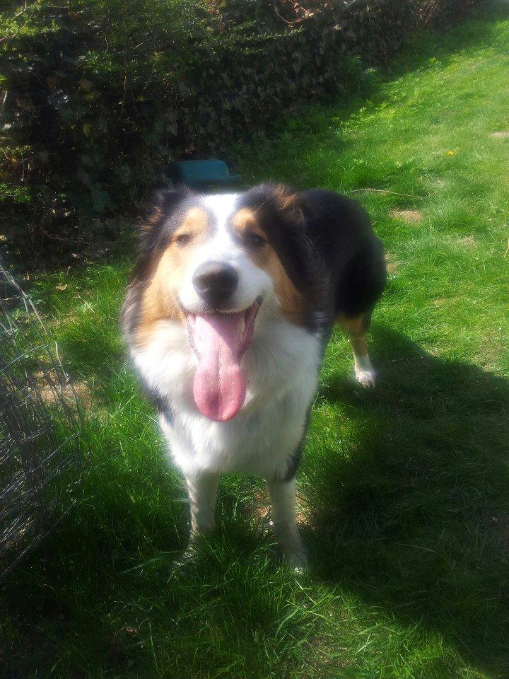 Collie langhåret Chica billede 7