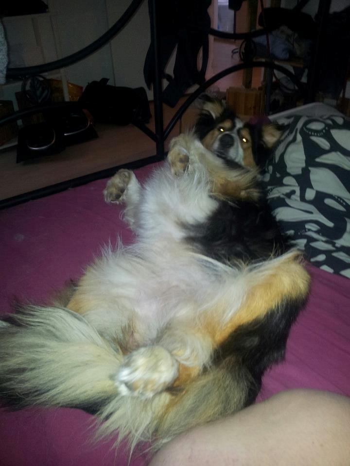 Collie langhåret Chica billede 9