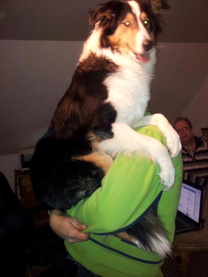 Collie langhåret Chica billede 10