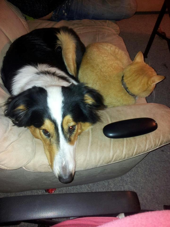 Collie langhåret Chica billede 11