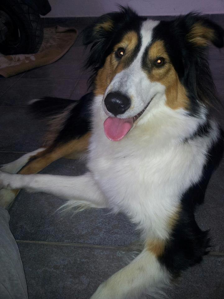 Collie langhåret Chica billede 12