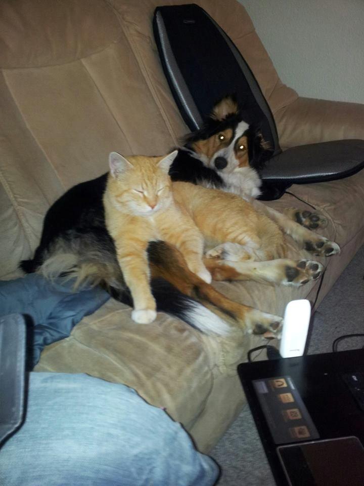 Collie langhåret Chica billede 13