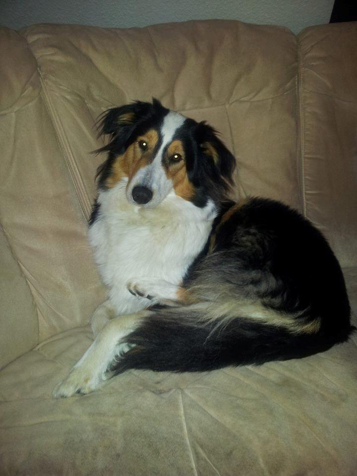 Collie langhåret Chica billede 14