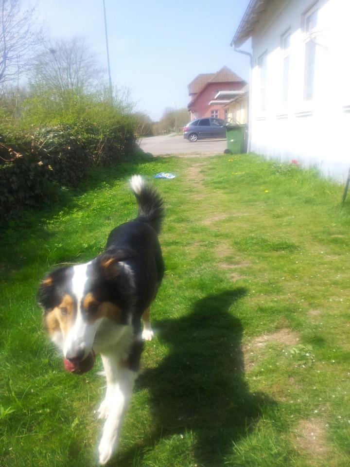 Collie langhåret Chica billede 15