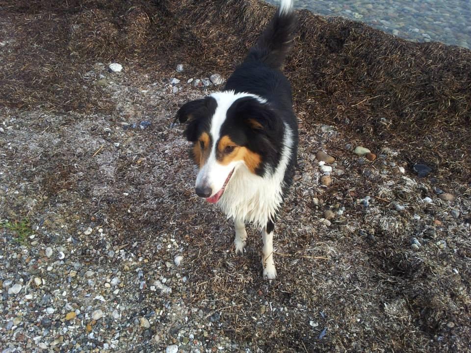 Collie langhåret Chica billede 16