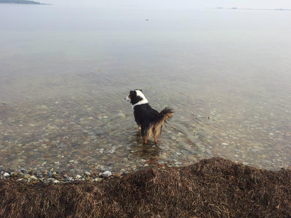 Collie langhåret Chica billede 17