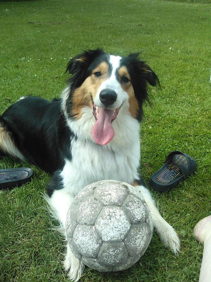 Collie langhåret Chica billede 1