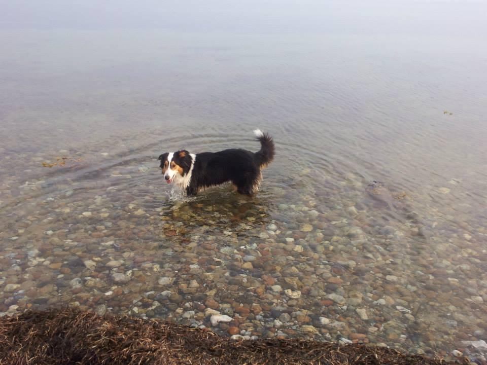 Collie langhåret Chica billede 18