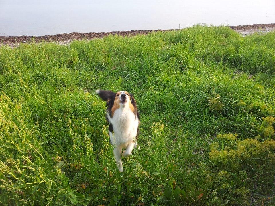 Collie langhåret Chica billede 19