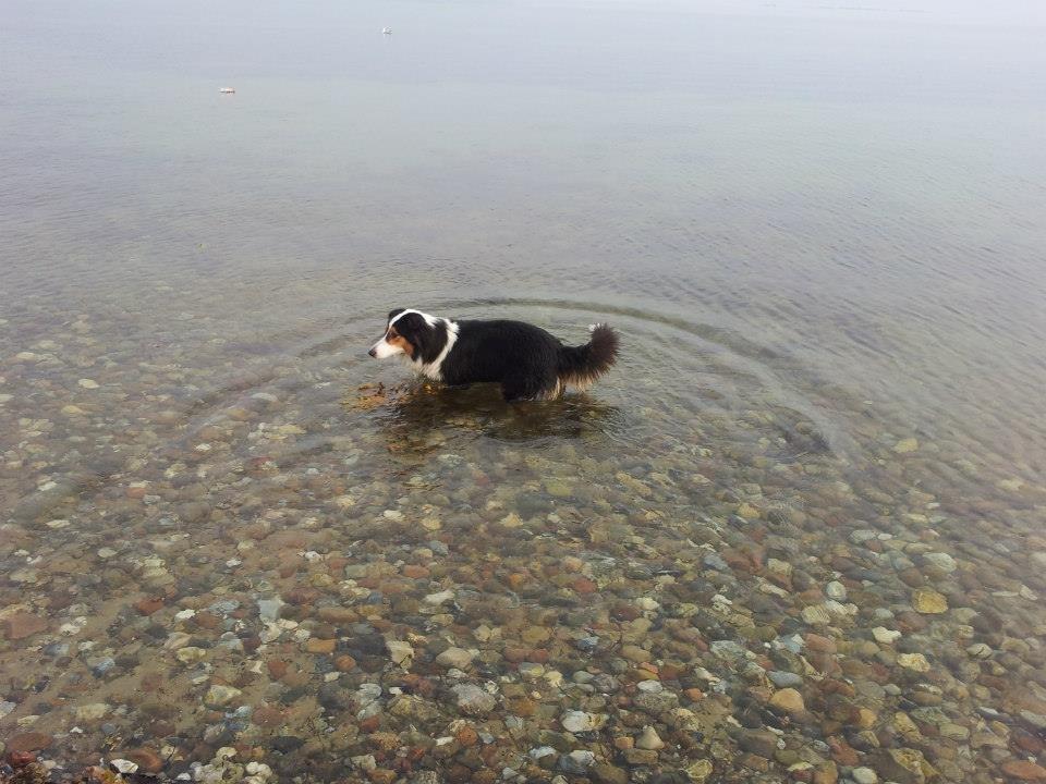 Collie langhåret Chica billede 20