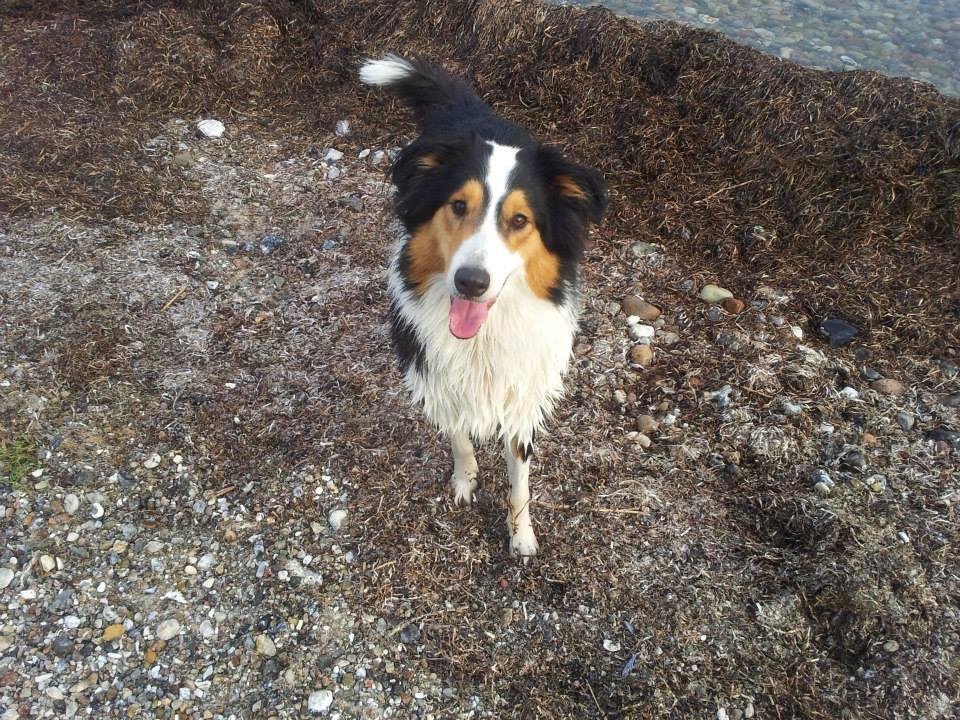 Collie langhåret Chica billede 21