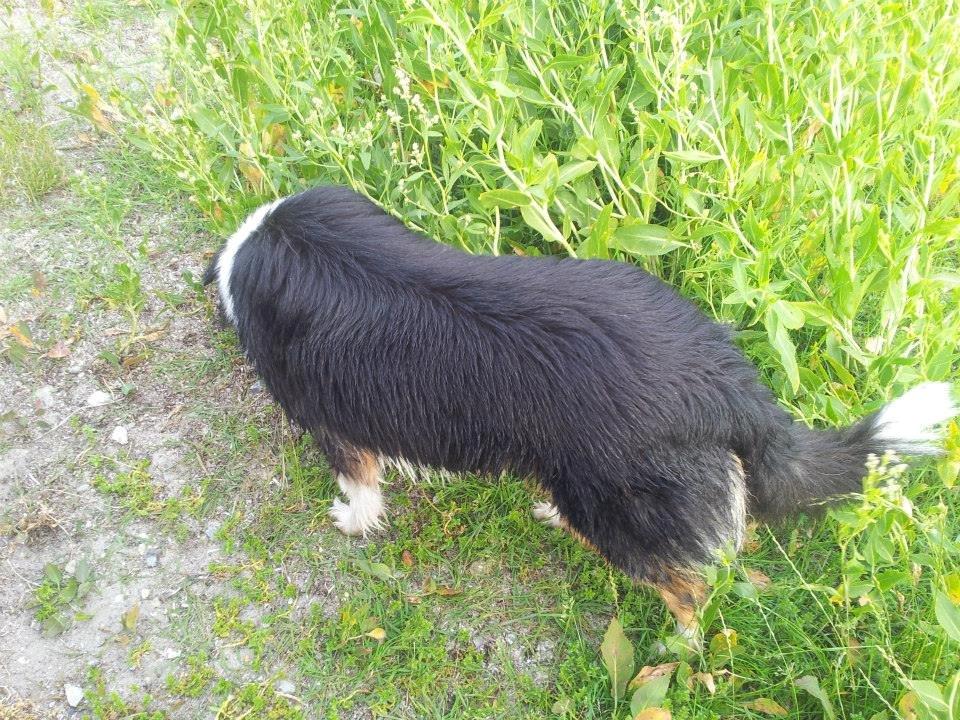 Collie langhåret Chica billede 22