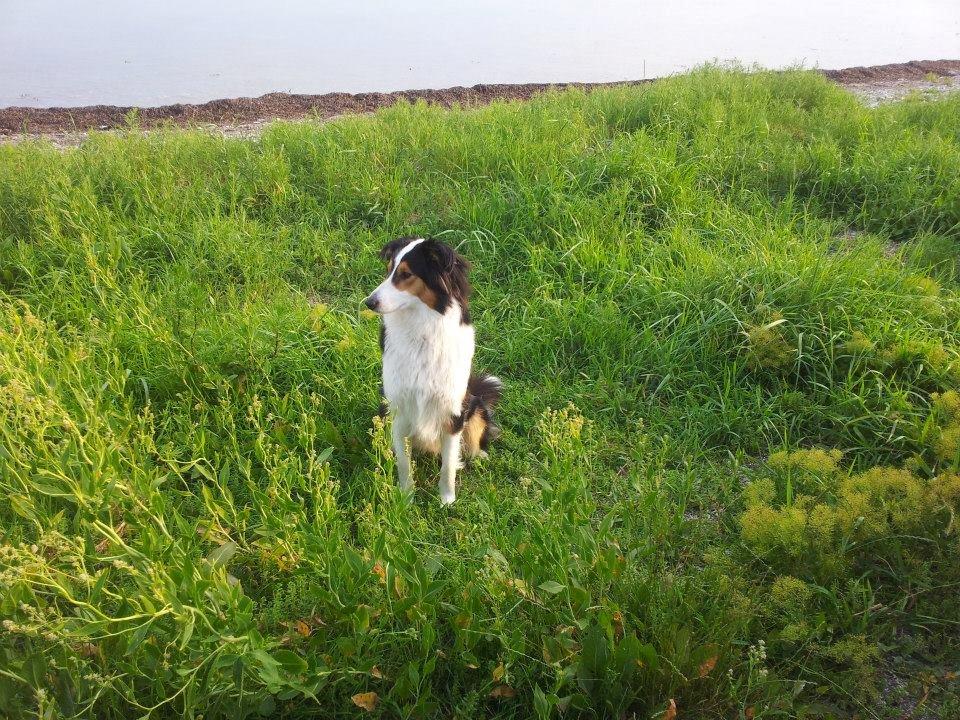 Collie langhåret Chica billede 23