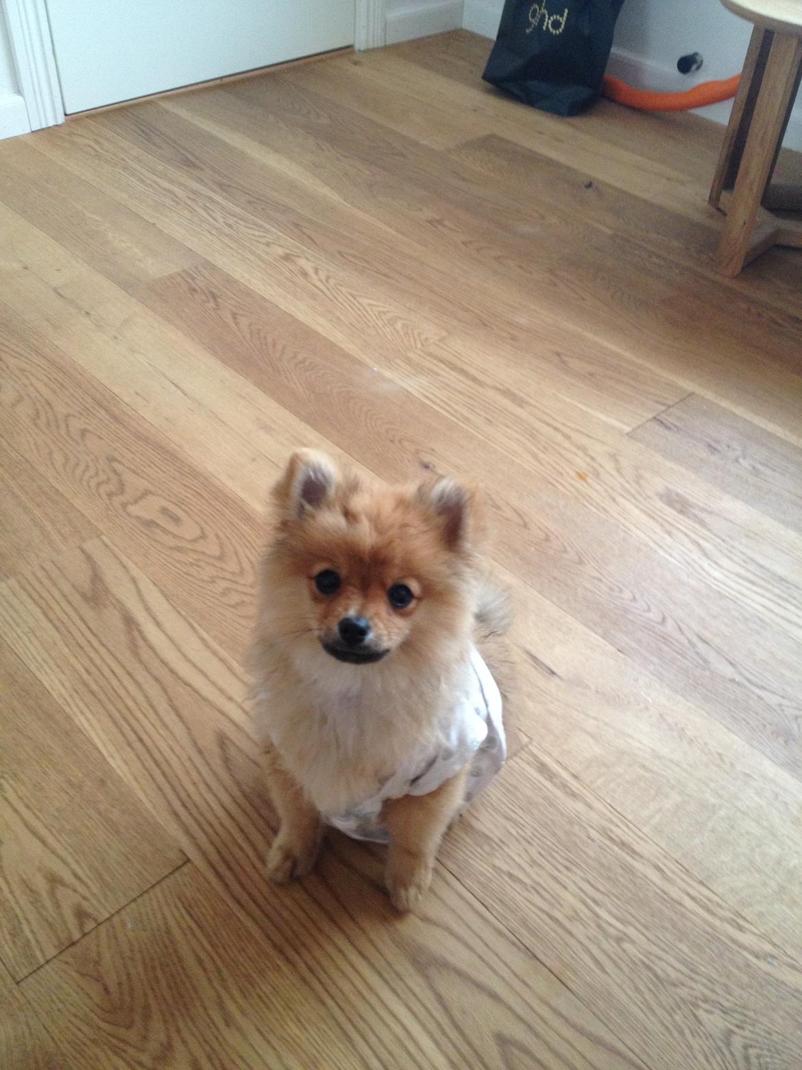 Pomeranian Baby billede 5