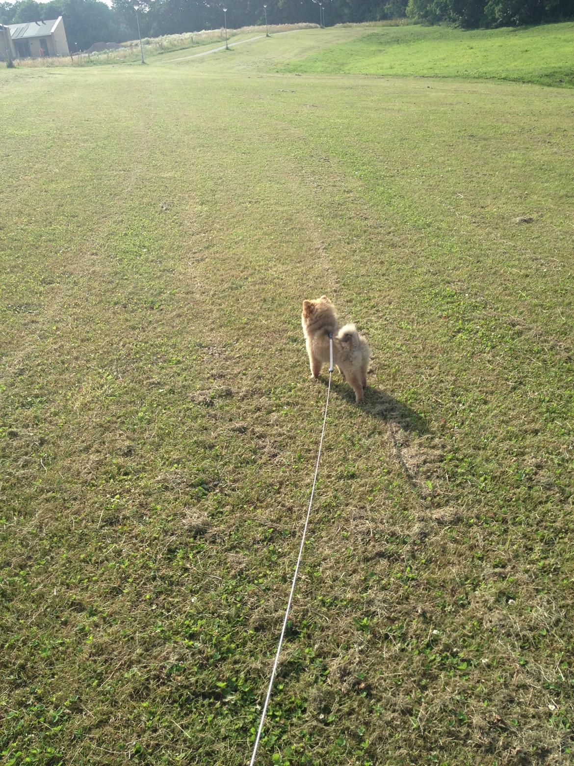 Pomeranian Baby billede 6
