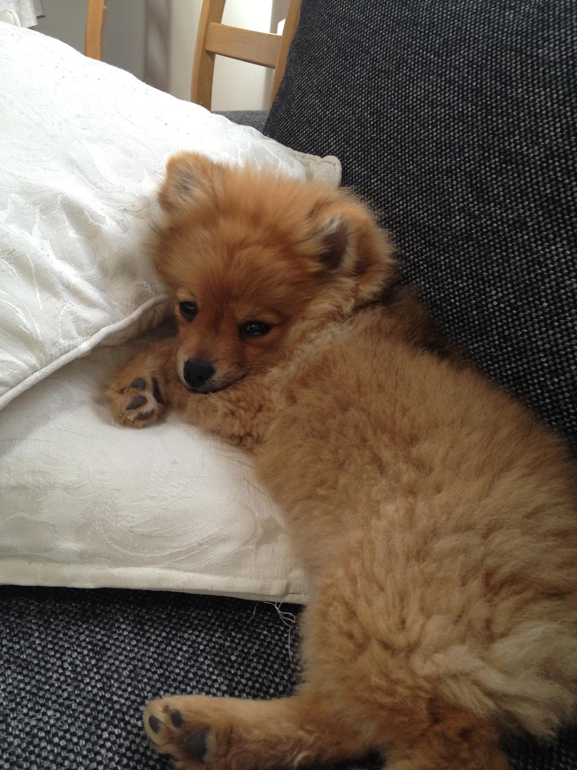 Pomeranian Baby billede 8