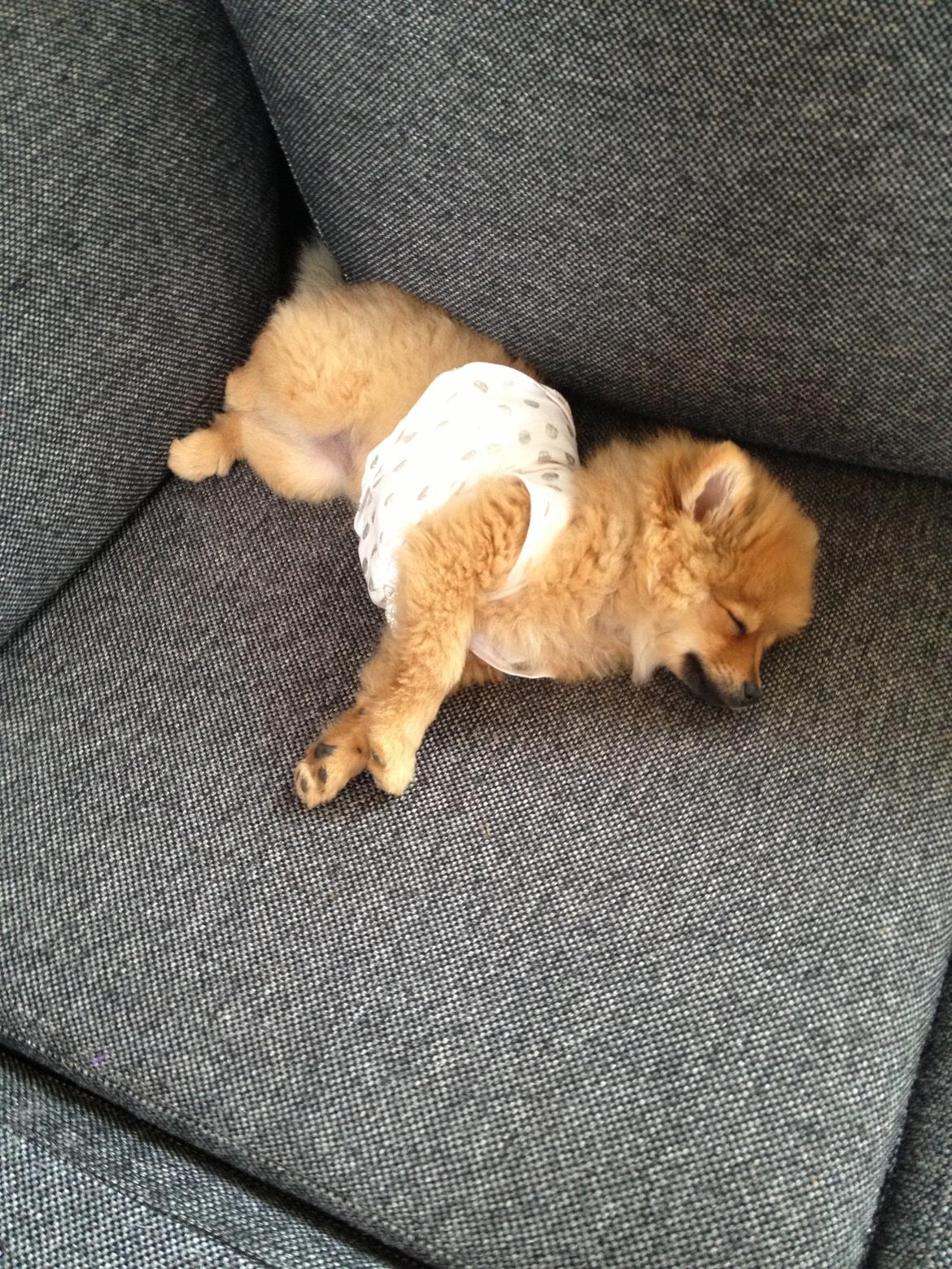 Pomeranian Baby billede 7