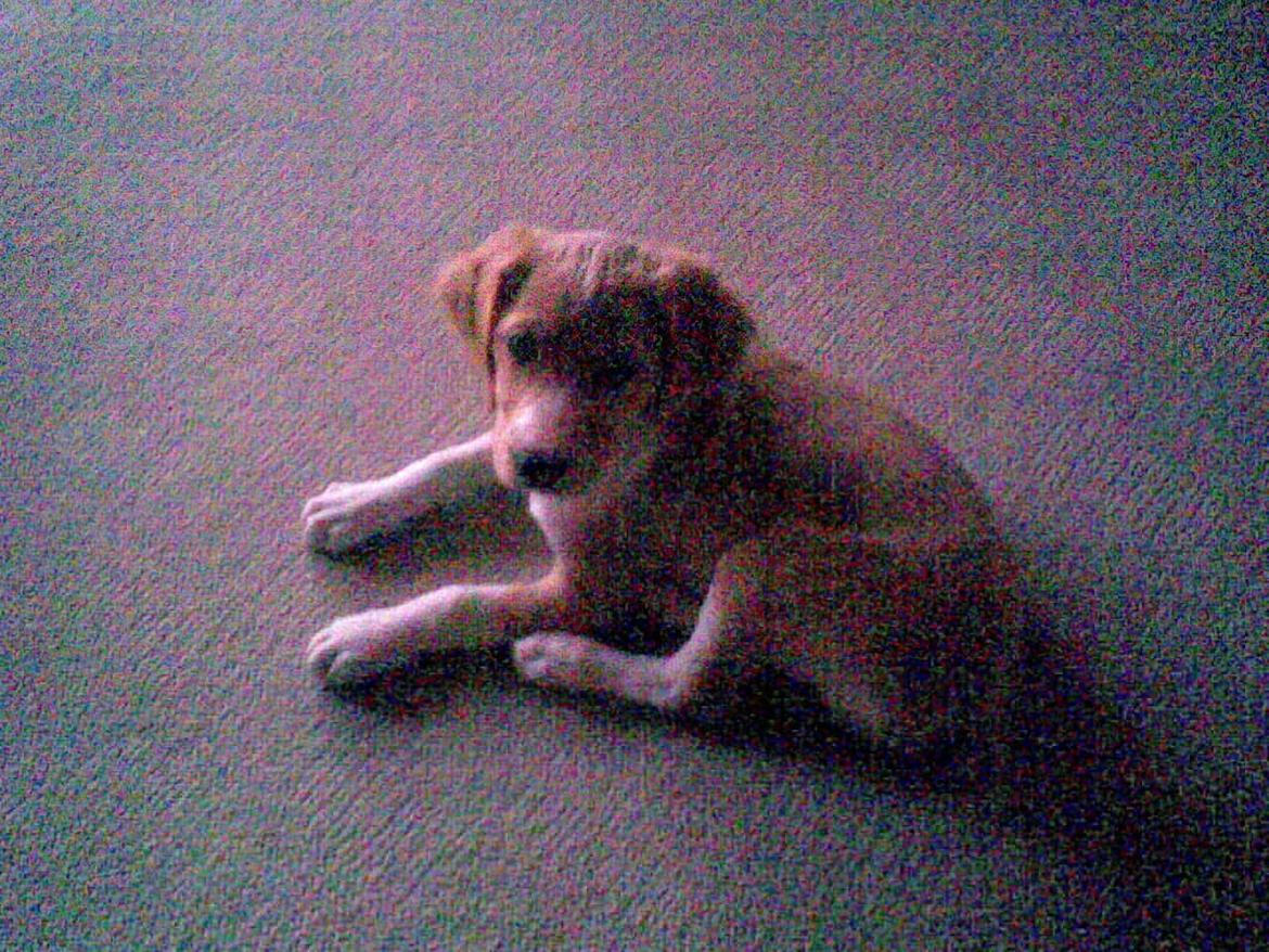 Breton Bessie billede 7