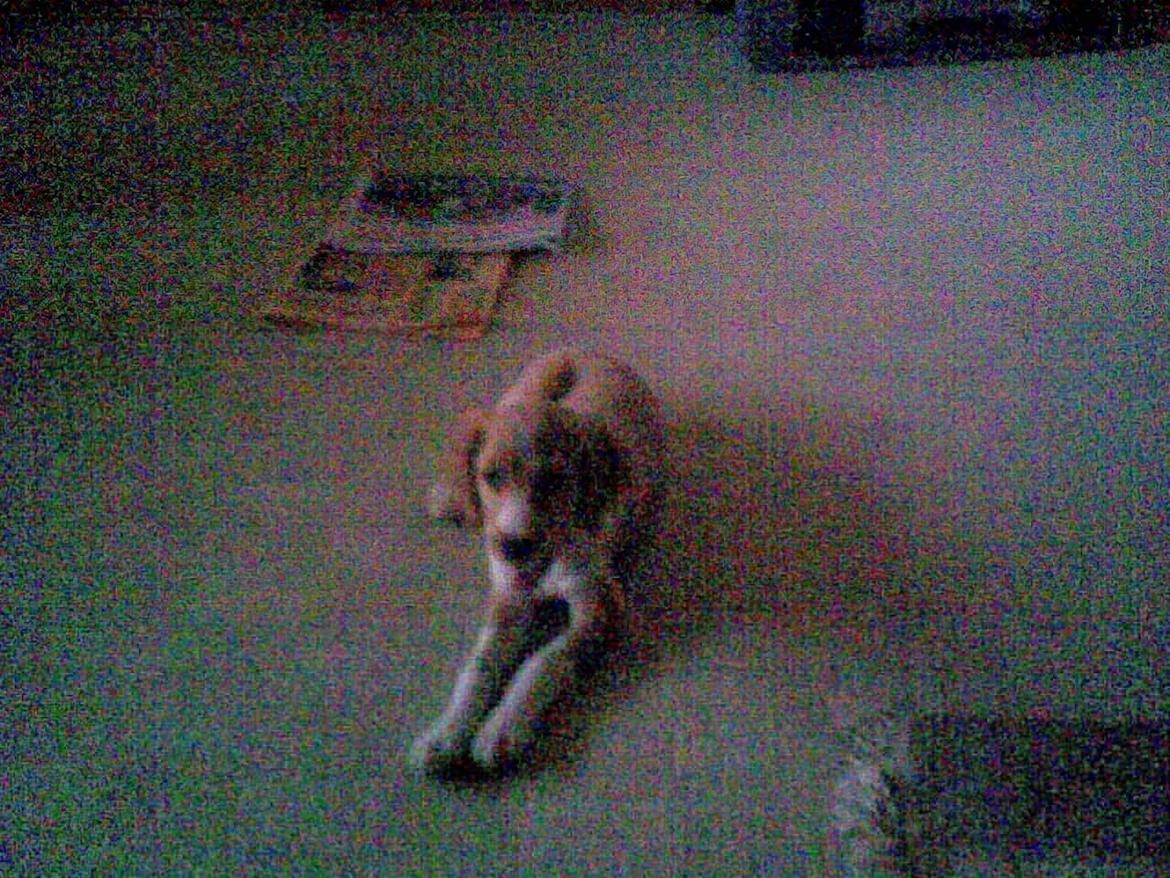 Breton Bessie billede 8