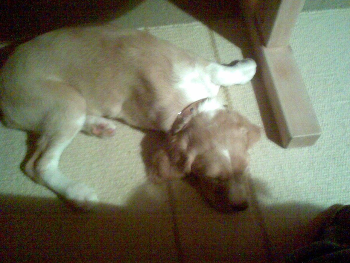 Breton Bessie billede 9