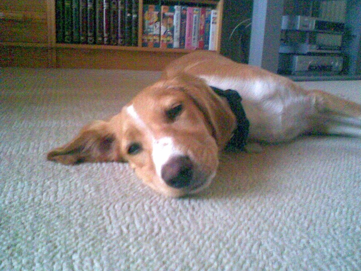 Breton Bessie billede 10