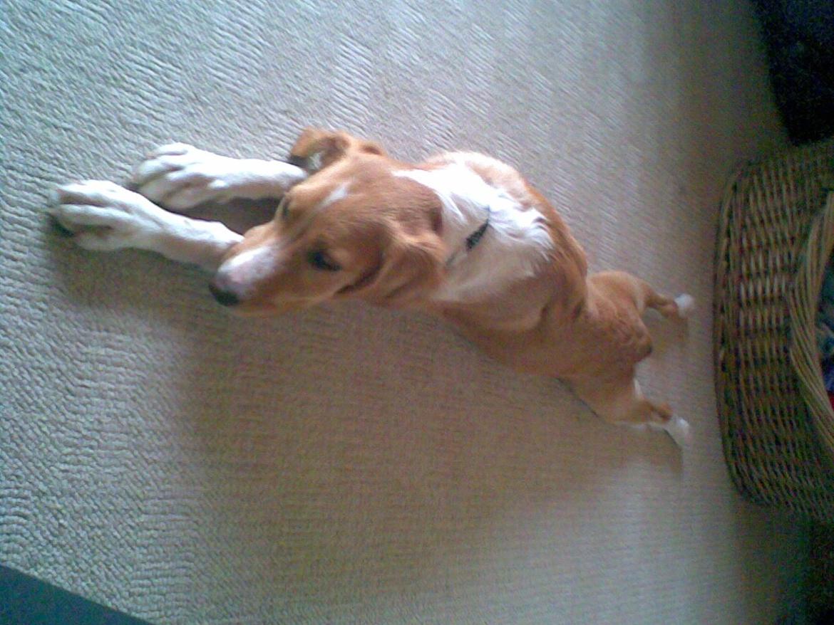 Breton Bessie billede 11