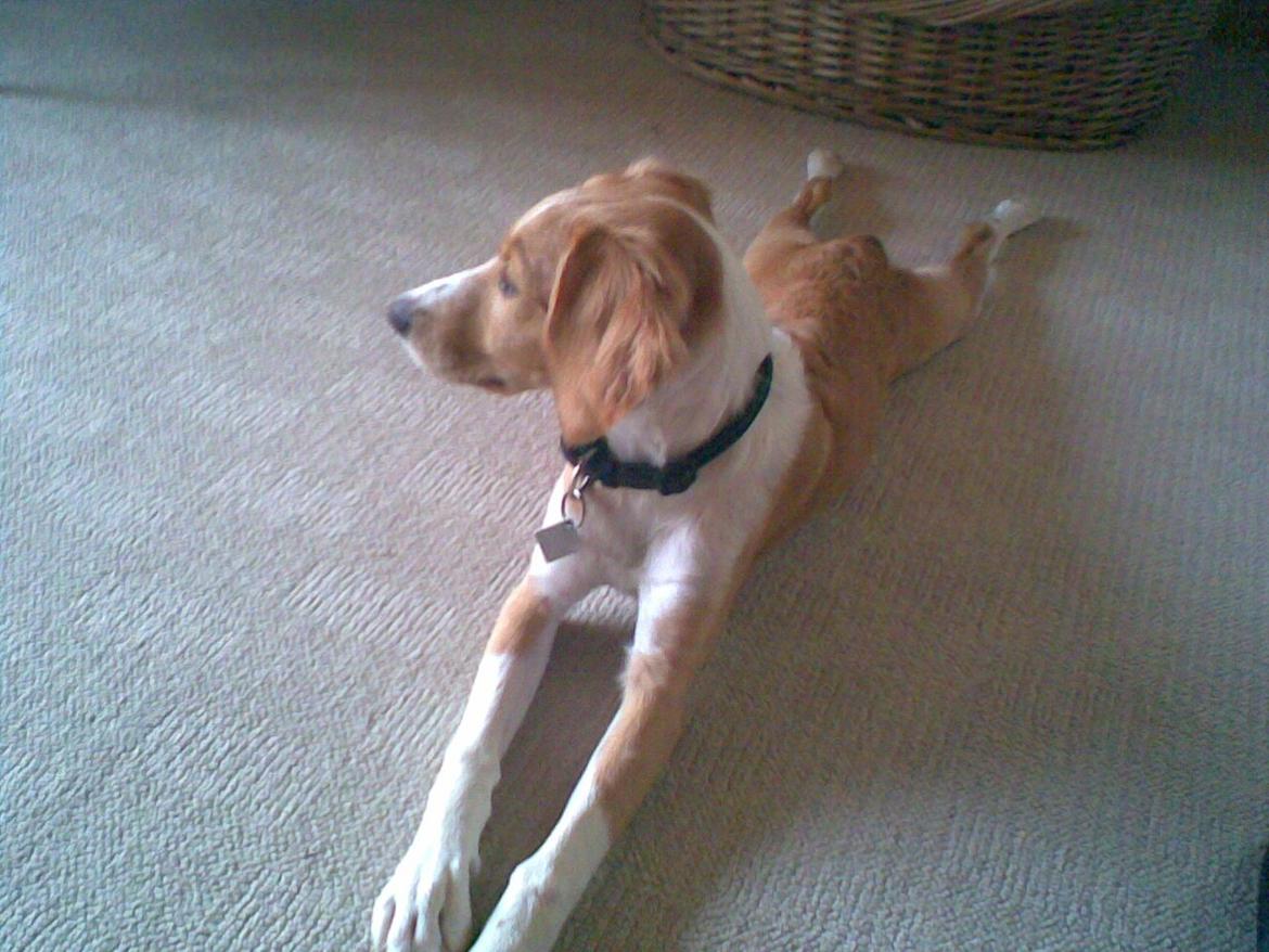 Breton Bessie billede 12