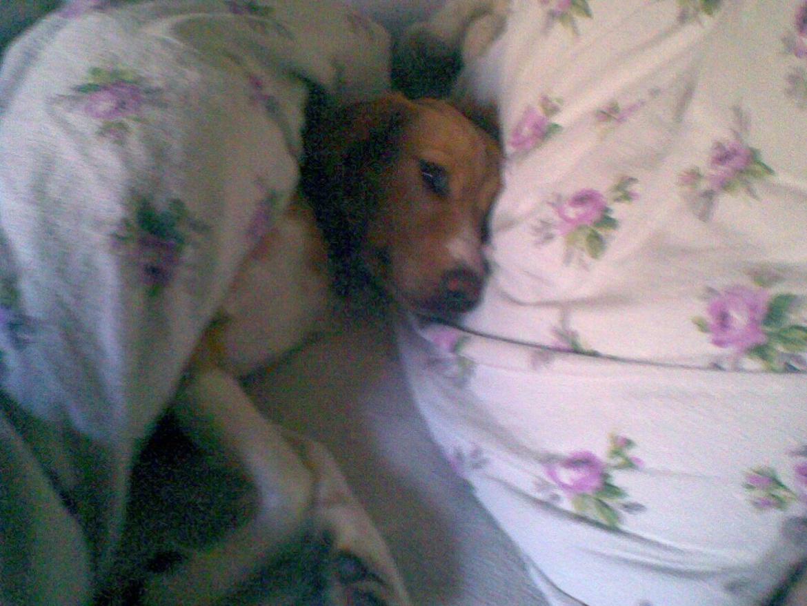 Breton Bessie billede 13