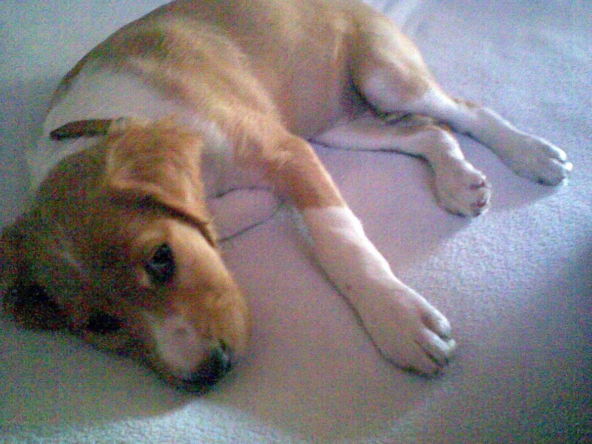 Breton Bessie billede 14