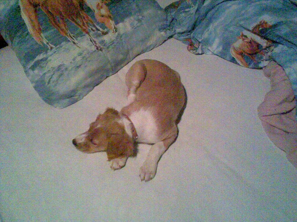 Breton Bessie billede 15