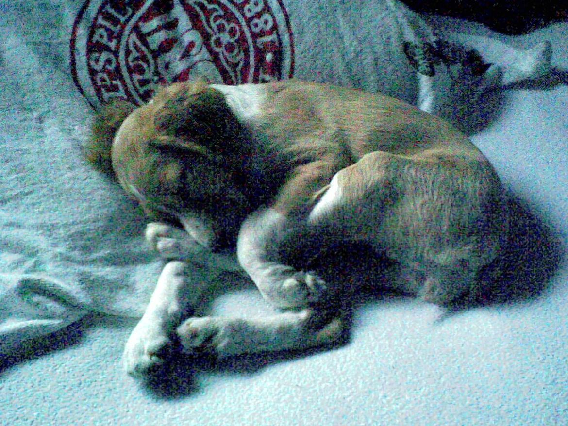 Breton Bessie billede 16