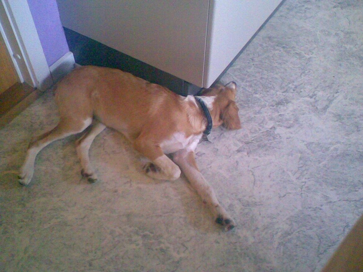 Breton Bessie billede 18