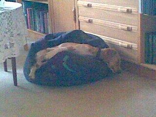 Breton Bessie billede 19