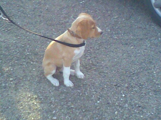 Breton Bessie billede 20