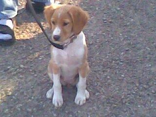 Breton Bessie billede 21