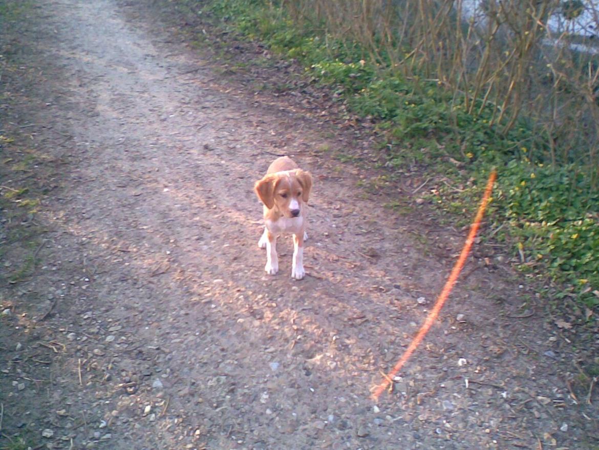 Breton Bessie billede 22