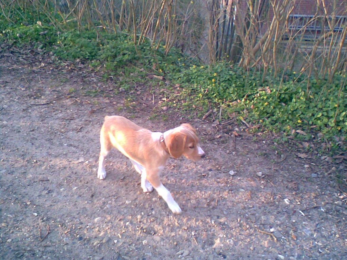 Breton Bessie billede 23