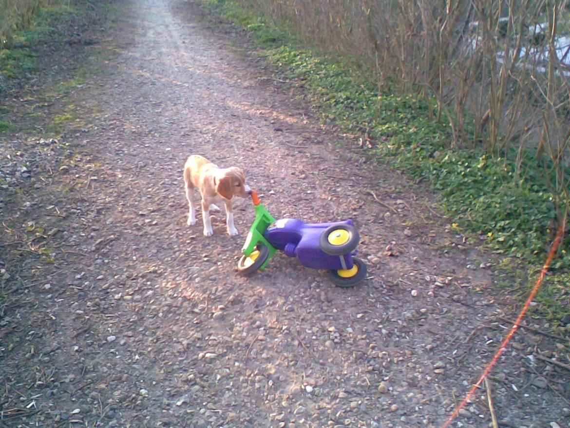 Breton Bessie billede 24