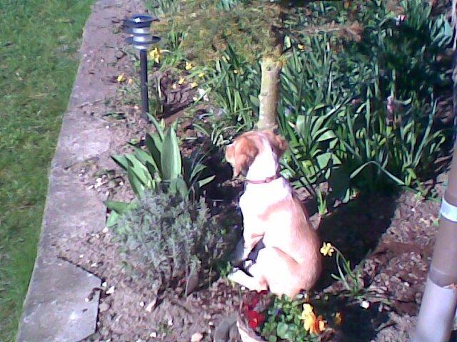 Breton Bessie billede 25