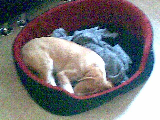 Breton Bessie billede 27